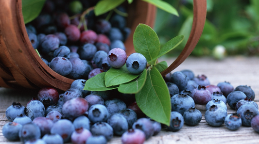 The Power of Antioxidants: Protecting your body from Oxidative Stress